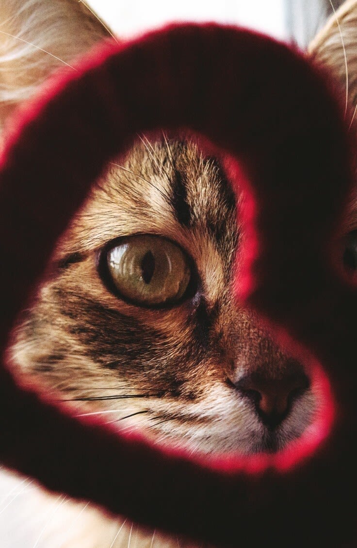 Ist es möglich das meine Katze sich verliebt?