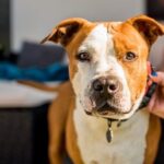 Der American Stafforshire Terrier gilt als robuste Rasse