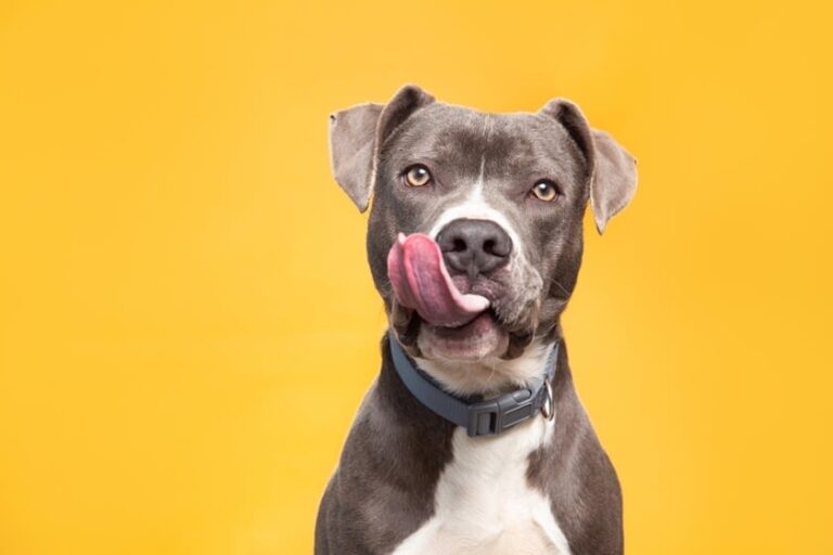 Überblick: Welche Hunde sind sogenannte Listenhunde in NRW?