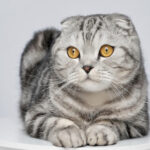 Scottish Fold – Rasseporträt