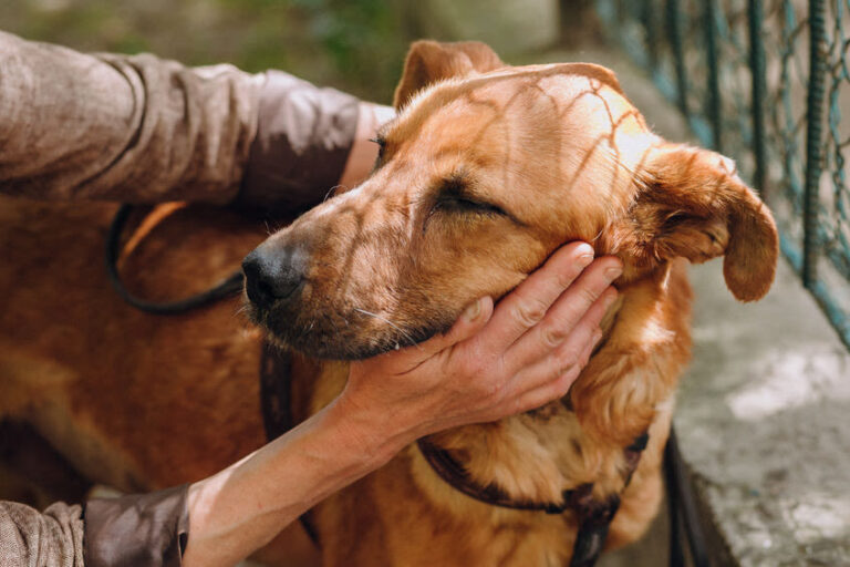 Was können Sie tun, wenn der Hund gelb erbricht?