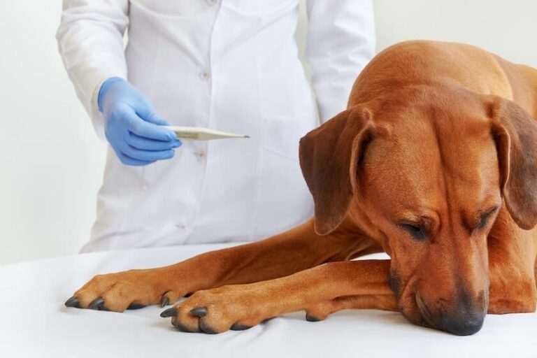 Wann mit dem Hund zum Tierarzt bei Verstopfung?