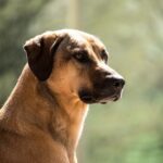 Die Lebenserwartung dieser Rasse liegt bei etwas 12 Jahren