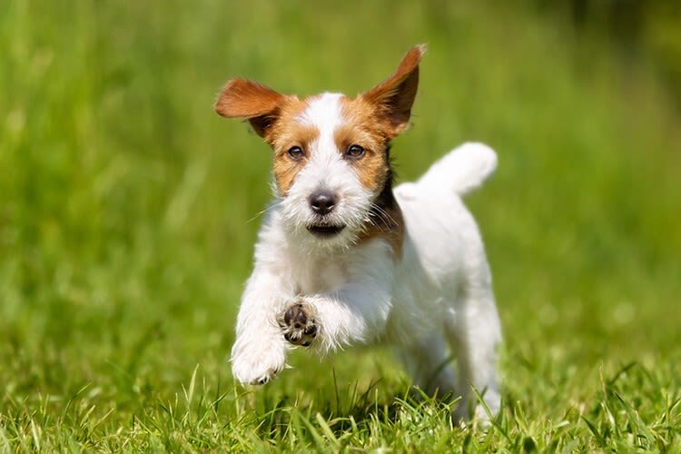 Kann sich mein Hund verlieben?