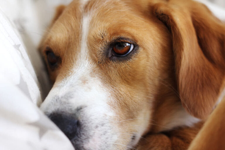 Leishmaniose – Was bedeutet eine Erkrankung für Ihren Hund?