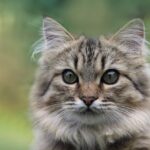 Norwegische Waldkatze