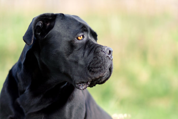 Cane Corso