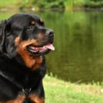 Rottweiler können aufgrund Ihrer Größe einschüchternd wirken, sind aber prinzipiell keine aggressiven Hunde.