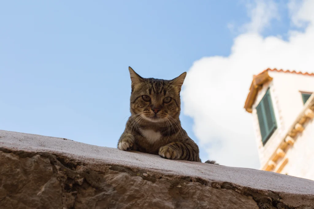 chat sur du béton