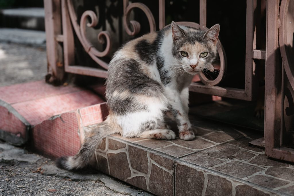 chat tricolore sur un trottoir