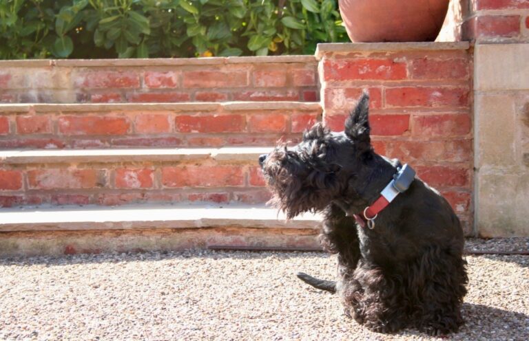 Hausmittel gegen Flöhe beim Hund: natürlich bekämpfen