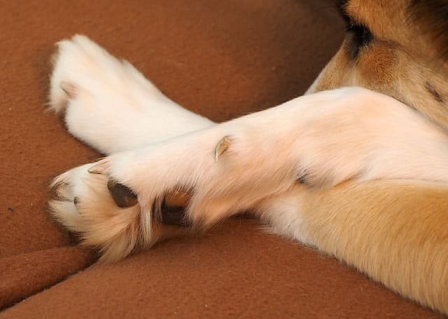 Kralle beim Hund eingerissen oder abgerissen: Erste Hilfe bei verletzter Wolfskralle
