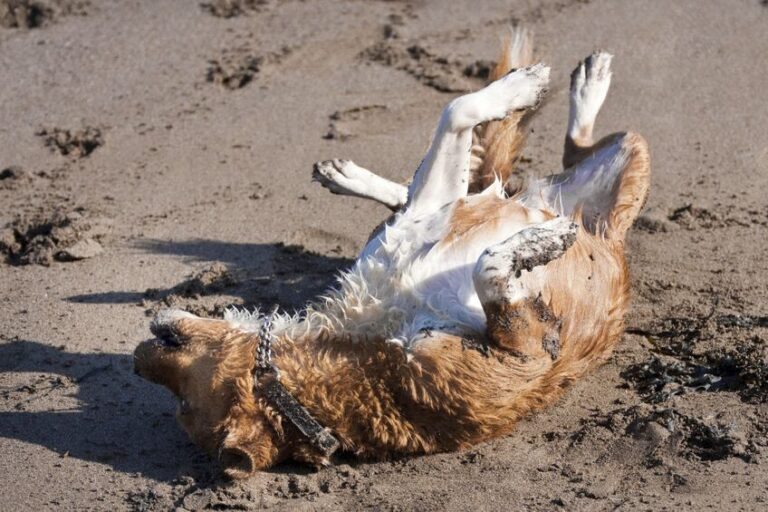 Epilepsie beim Hund: Ein komplexes Krankheitsbild
