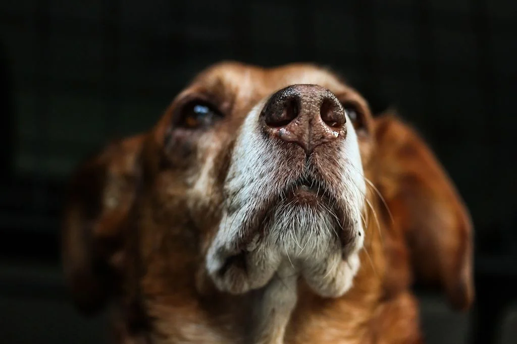 Lipome kommen häufig bei älteren Hunden vor