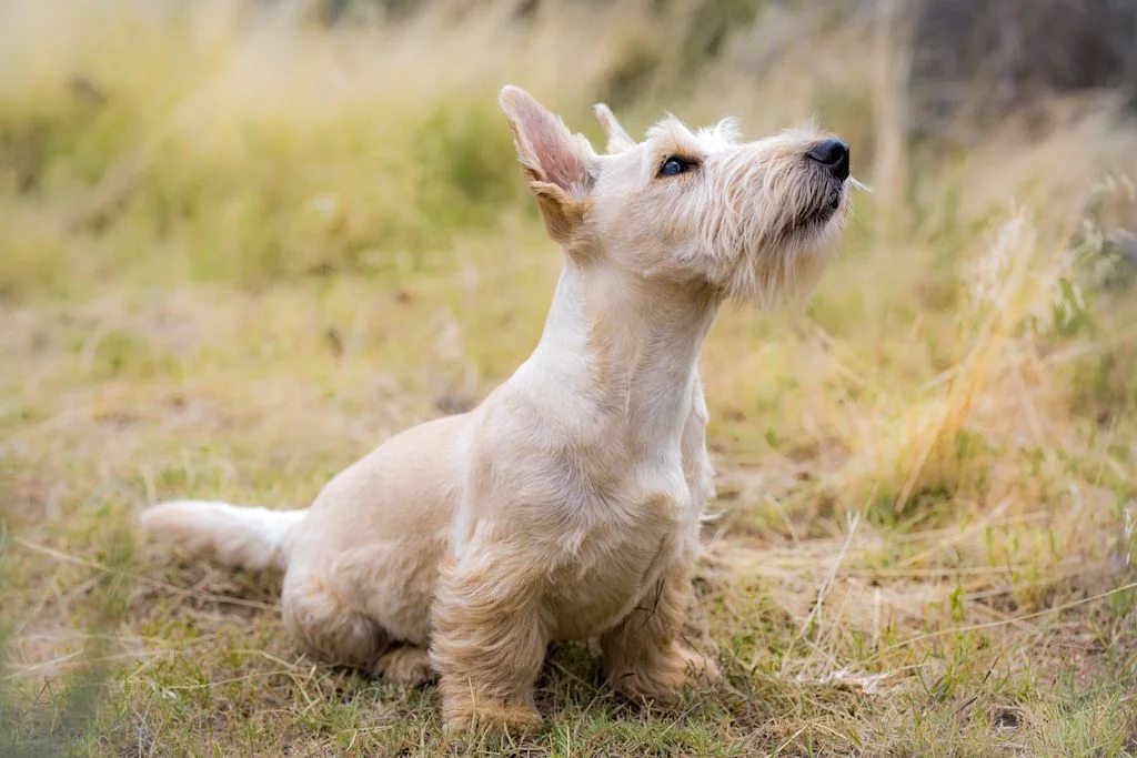 Beim Lipom hat der Hund eine Beule an der Seite