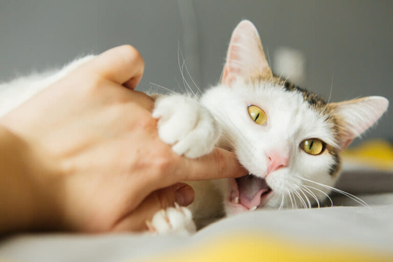 Haftpflichtversicherung für Katzen