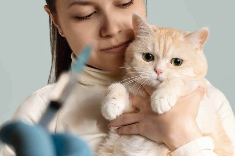 Tollwut bei Katzen: Welche Rolle spielt sie heutzutage?