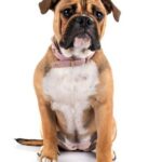 Continental Bulldog – Rasseportrait