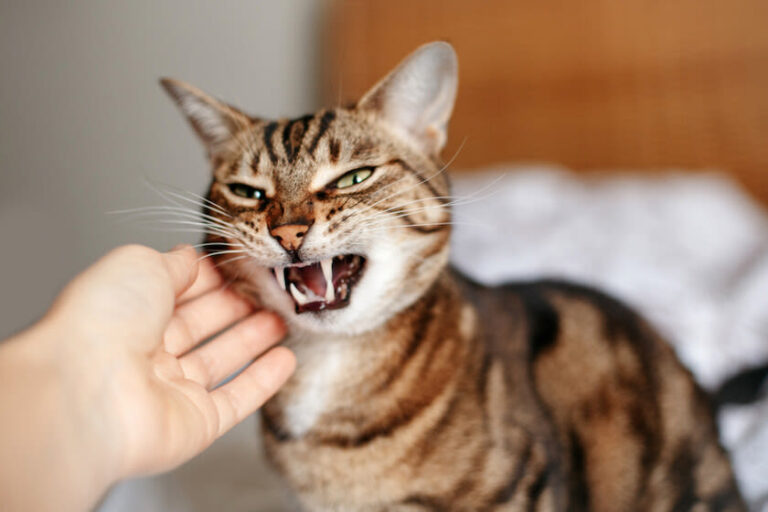 Ab wann müssen Sie zum Tierarzt, wenn Ihre Katze Fieber hat?