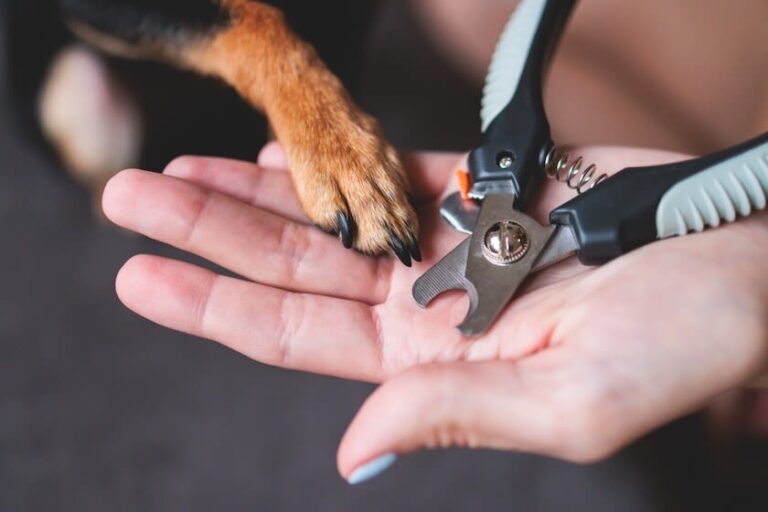Hundekrallen schneiden: Tipps für sicheres Kürzen