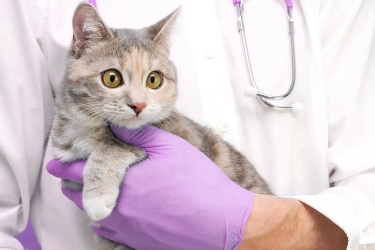 Eine Versicherung macht den Tierarzt für Ihre Katze günstiger