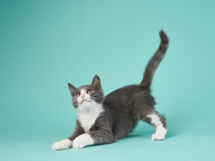 Welche Preise verlangt der Tierarzt für eine Blutabnahme bei Ihrer Katze?