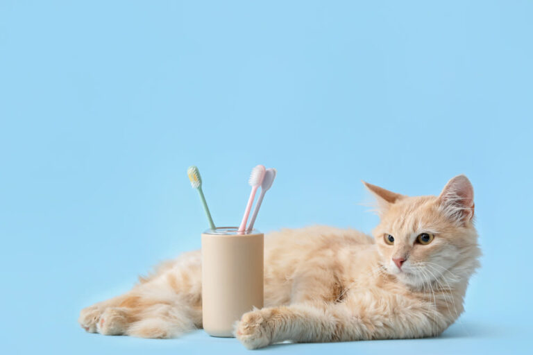 Mit welchen Kosten muss man für Zahnbehandlungen bei Katzen rechnen?