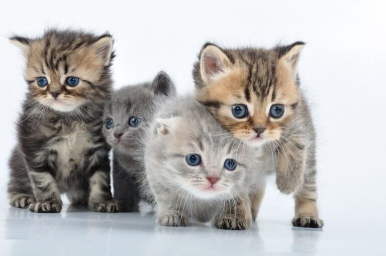 Würmer bei Katzen: Was Haustierhalter wissen sollten