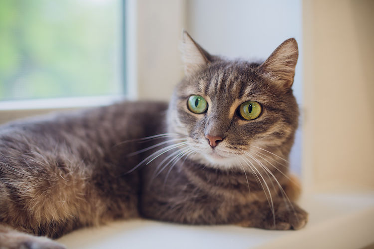 Früh erkennen, richtig handeln: Leukose bei Katzen im Überblick