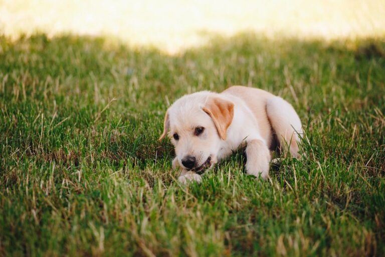Hundewelpe: Ernährung und Zahnpflege (2 Monate alt)