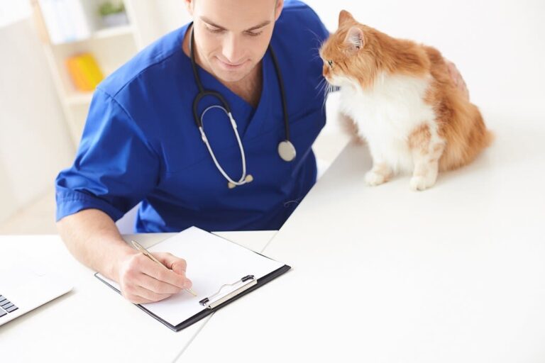 FIP bei Katzen erkennen