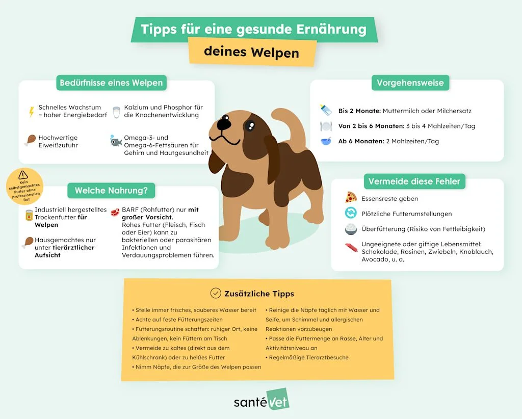 SVDE - Infographies SEO - Alimentation chiot