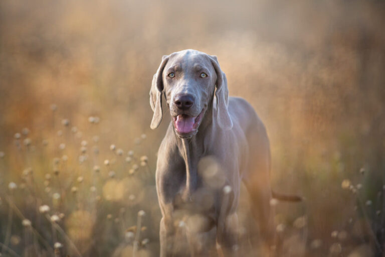 Weimaraner