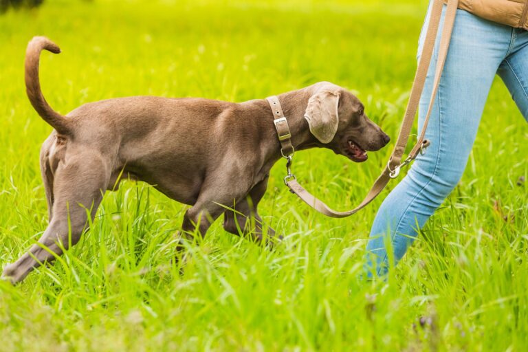Kastrieren oder nicht? Wichtige Fakten für Hundebesitzer:innen