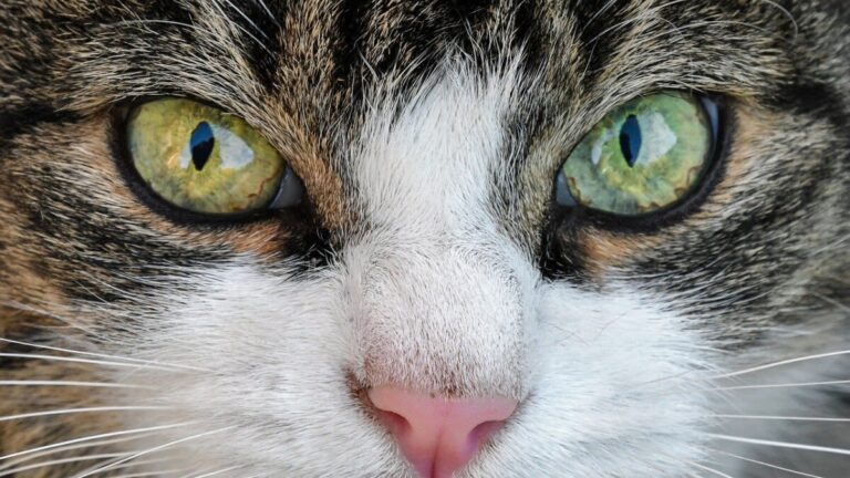 Was tun, wenn bei der Katze das Auge tränt?