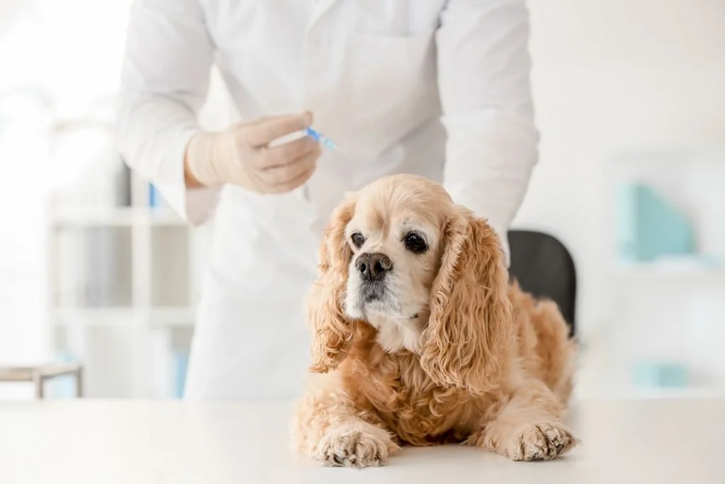 chien qui se fait vacciner-12