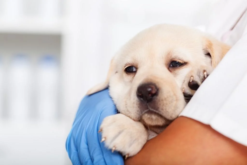 chiot dans les bras-7