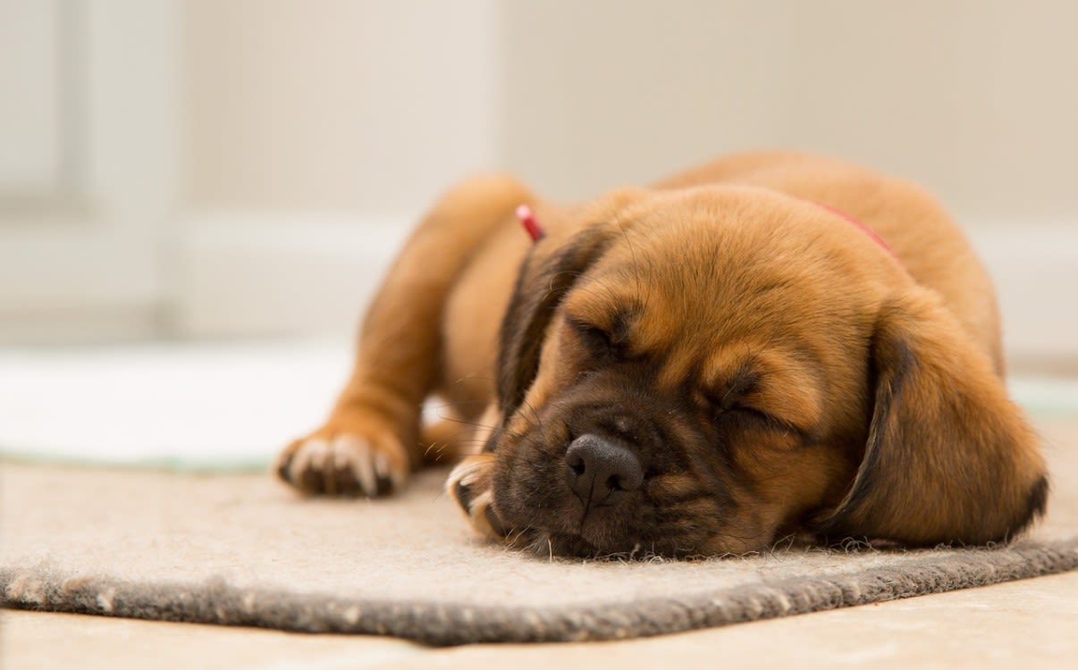 Chiot qui dort