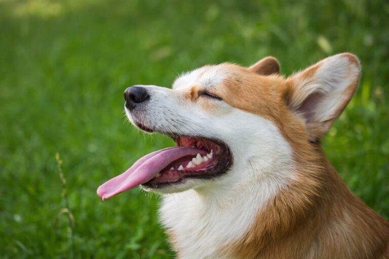 Hund streckt Zunge raus: Ursachen, Warnzeichen und Tipps