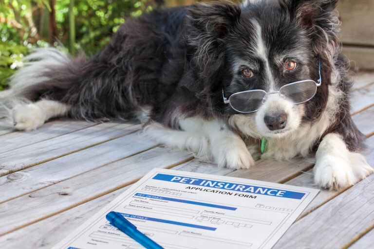 Mehr als eine Krankenversicherung – Wie sinnvoll ist eine Versicherung für Hunde?