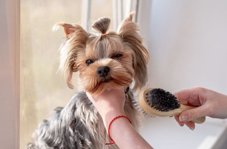 Fellpflege beim Hund: So klappt’s