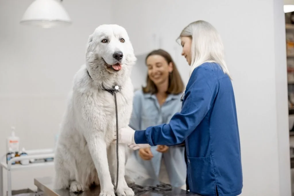 hund beim veterinar-55