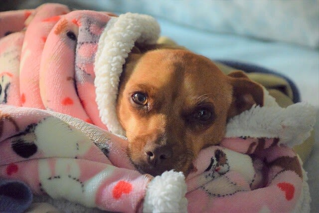 Antibiotika für Hunde – sinnvoll oder nicht?