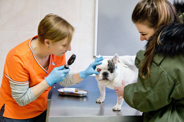 Die häufigsten Augenkrankheiten beim Hund