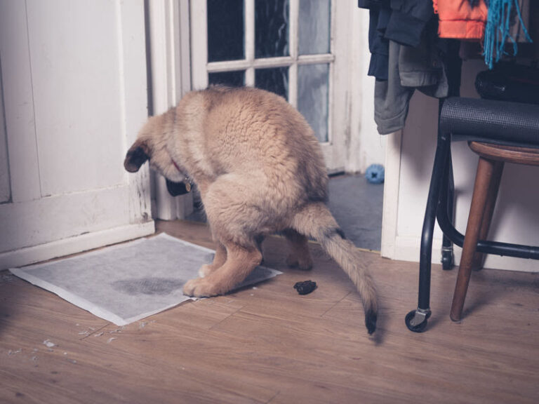 Alarmzeichen Blut im Stuhl beim Hund