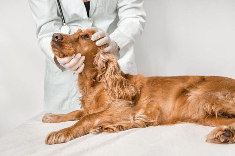 Grauer Star beim Hund – ein Überblick
