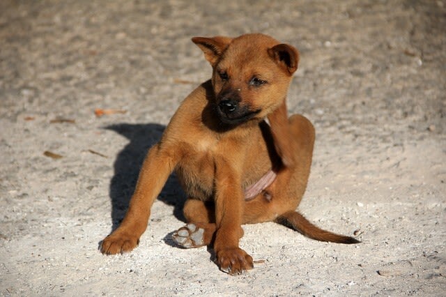 Parasiten beim Hund: ein Überblick
