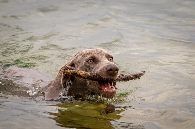 Leptospirose beim Hund: Wie erkennen Sie eine Infektion?