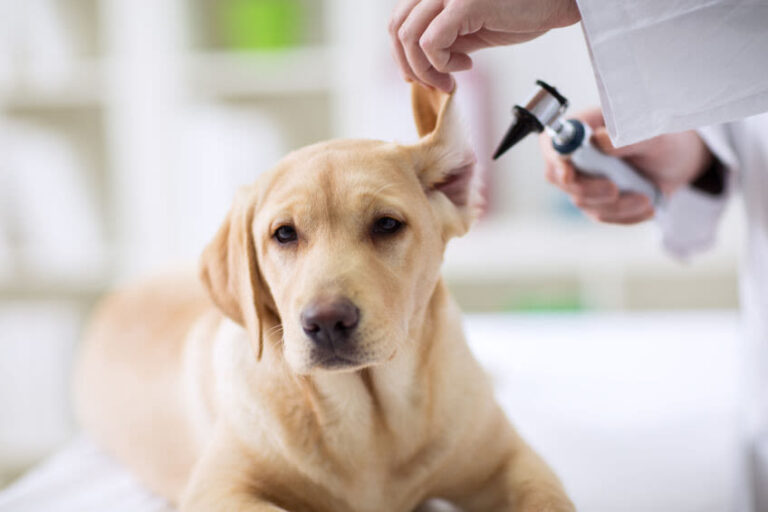 Milben beim Hund vorbeugen, erkennen und behandeln