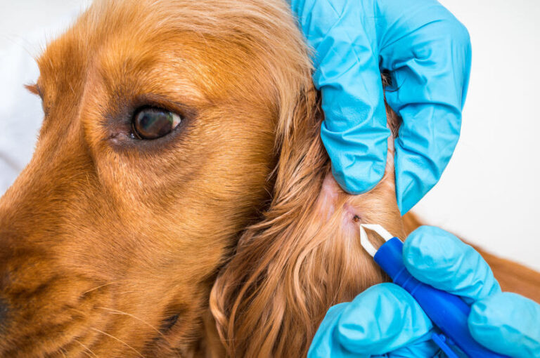 Zecken bei Hunden: Was kann man dagegen tun?